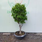 Ambrovník styraxový (Liquidambar Styraciflua) ´GUMBALL´ - výška 100-120 cm, kont. C30L - VIACKMENNÝ BONSAJ